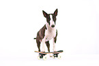 Miniature Bullterrier