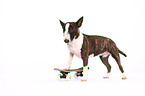 Miniature Bullterrier