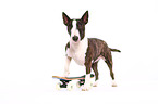 Miniature Bullterrier