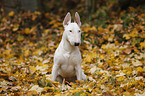 sitting English Bull Terrier