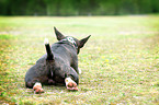 lying Miniature Bullterrier