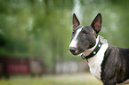 Miniature Bullterrier Portrait