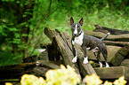 Miniature Bullterrier