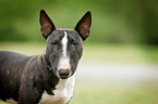 Miniature Bullterrier Portrait