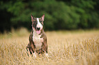 sitting Miniature Bullterrier