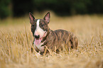 lying Miniature Bullterrier