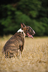 sitting Miniature Bullterrier