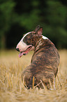 sitting Miniature Bullterrier