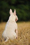 sitting Miniature Bullterrier