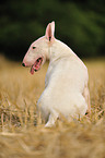 sitting Miniature Bullterrier