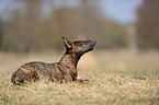 lying Miniature Bullterrier