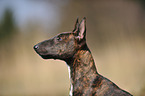 Miniature Bullterrier Portrait