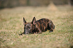 lying Miniature Bullterrier