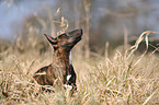 Miniature Bullterrier Portrait