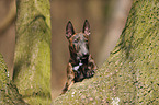 Miniature Bullterrier Portrait