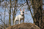 Miniature Bullterrier