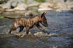 walking Miniature Bullterrier