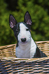 Miniature Bullterrier