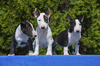 Miniature Bullterrier