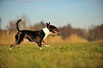 playing Miniature Bullterrier