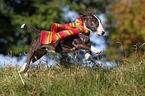 running Miniature Bullterrier