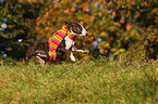 running Miniature Bullterrier