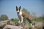 standing Miniature Bullterrier