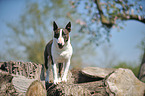 standing Miniature Bullterrier