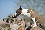 Miniature Bull Terrier