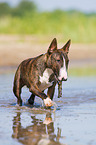 playing Miniature Bull Terrier