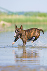 running Miniature Bull Terrier