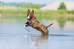 jumping Miniature Bull Terrier