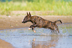 running Miniature Bull Terrier