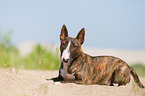 lying Miniature Bull Terrier