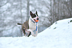 playing Miniature Bull Terrier