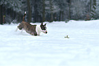 running Miniature Bull Terrier