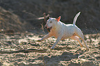 playing Miniature Bull Terrier