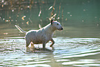 bathing Miniature Bull Terrier