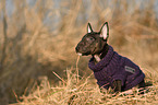 Miniature Bull Terrier puppy