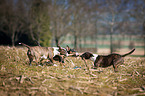 Miniature Bull Terrier