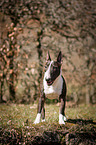 Miniature Bull Terrier