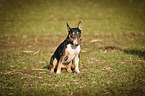 sitting Miniature Bull Terrier