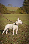 Miniature Bull Terrier