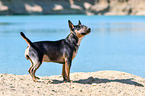 standing Miniature Bullterrier