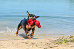 playing Miniature Bullterrier