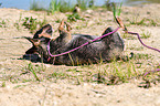 rolling Miniature Bullterrier