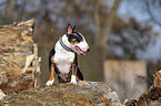 Miniature Bullterrier