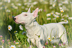 Miniature Bullterrier Portrait