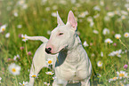 Miniature Bullterrier Portrait