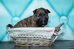 Miniature Bull Terrier Puppy